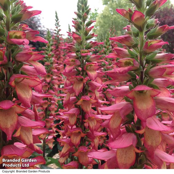 Foxglove 'Illumination Flame'