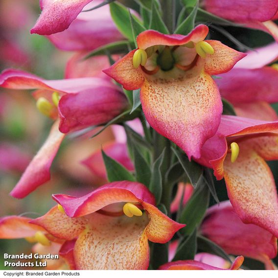 Foxglove 'Illumination Flame'