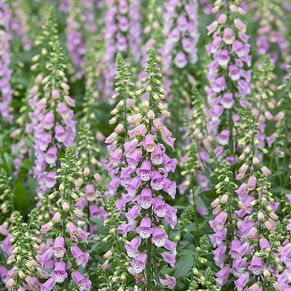 Foxglove 'Panther'