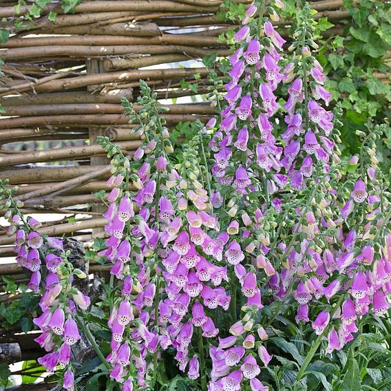 Foxglove 'Panther'