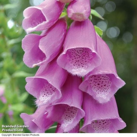 Fabulous Foxglove Collection