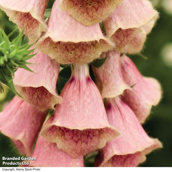 Foxglove 'Summer King'