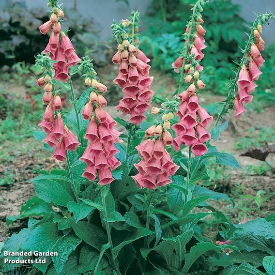 Foxglove 'Summer King'
