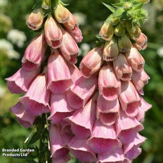 Fabulous Foxglove Collection