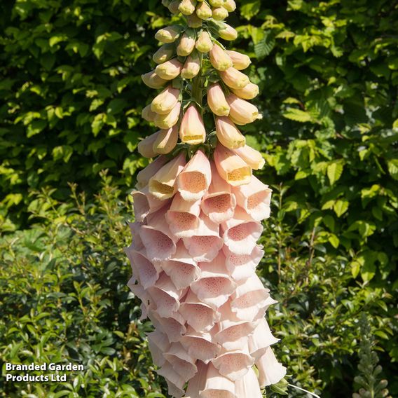 Digitalis 'Suttons Apricot' - Seeds