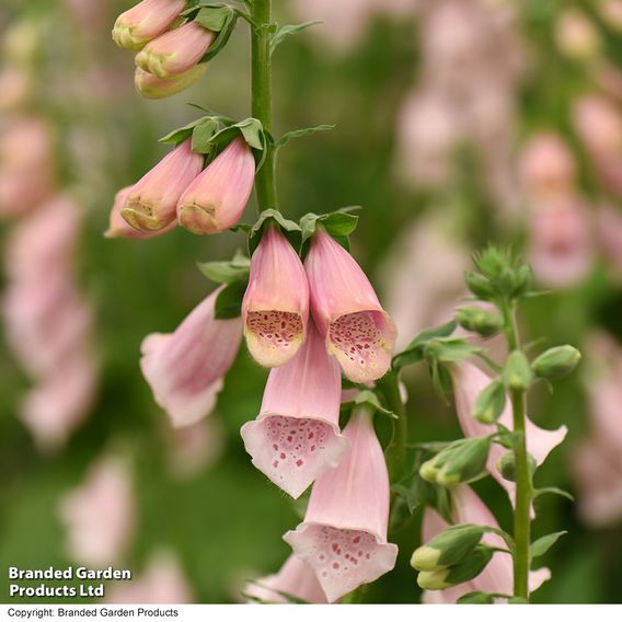 Digitalis 'Suttons Apricot' - Seeds