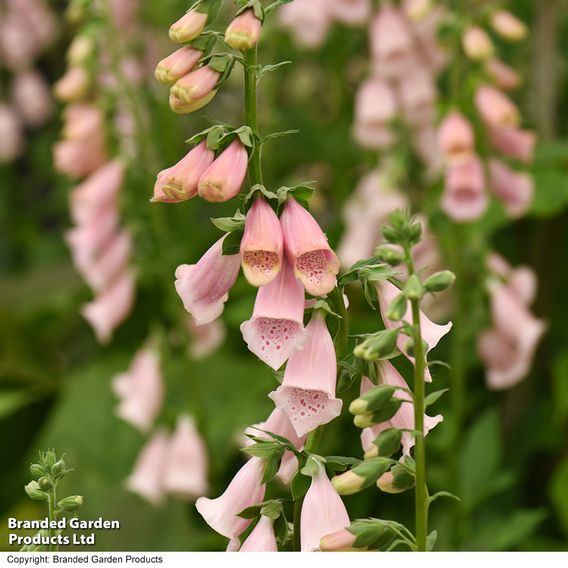 Digitalis 'Suttons Apricot' - Seeds