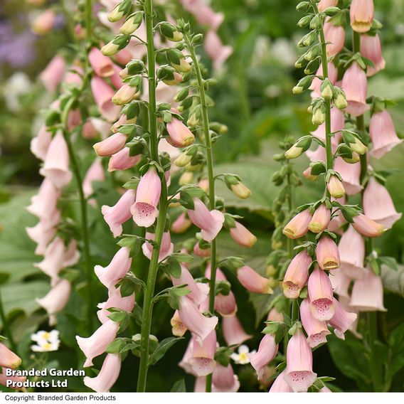 Digitalis 'Suttons Apricot' - Seeds