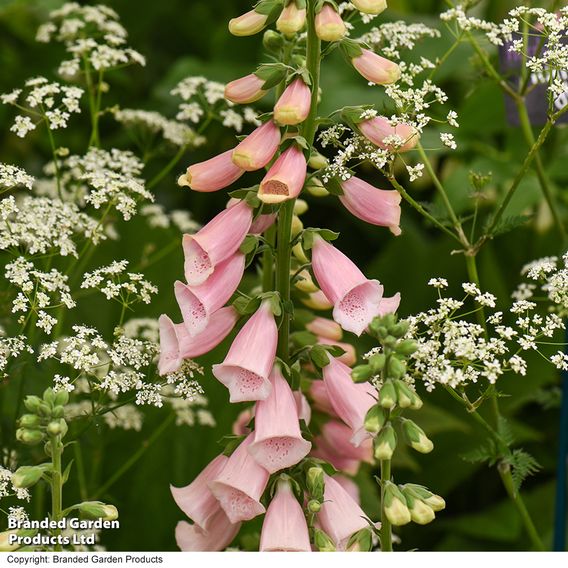 Digitalis 'Suttons Apricot' - Seeds