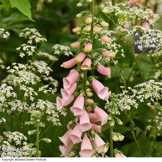 Digitalis 'Suttons Apricot' - Seeds