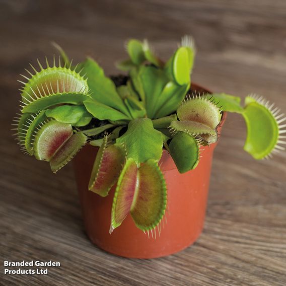 Dionaea Muscipula (Venus Fly Trap)