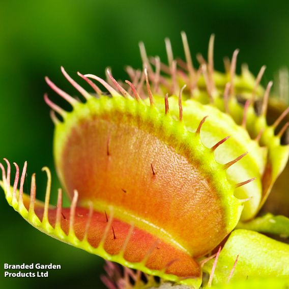 Dionaea Muscipula (Venus Fly Trap)