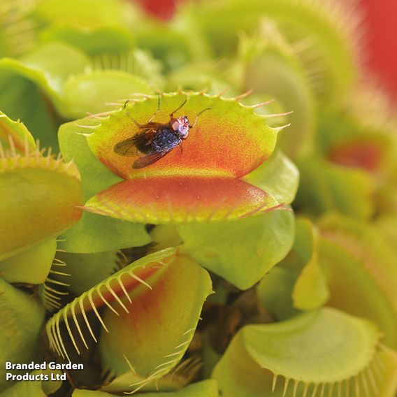 Dionaea Muscipula (Venus Fly Trap)