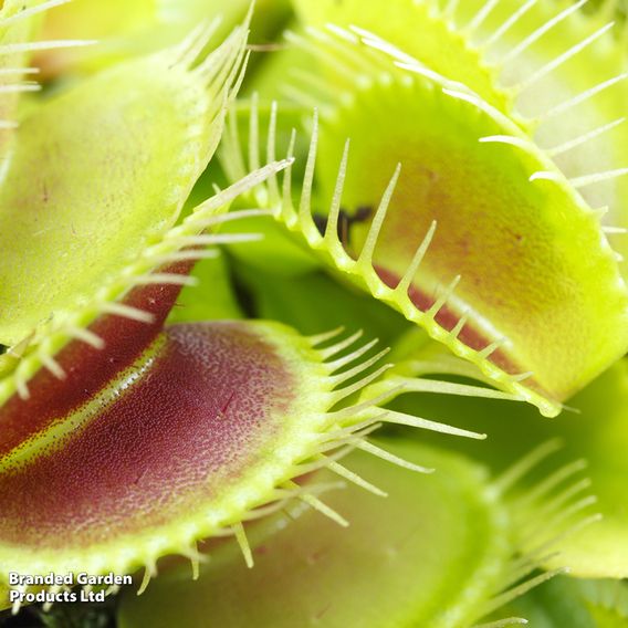 Dionaea Muscipula (Venus Fly Trap)