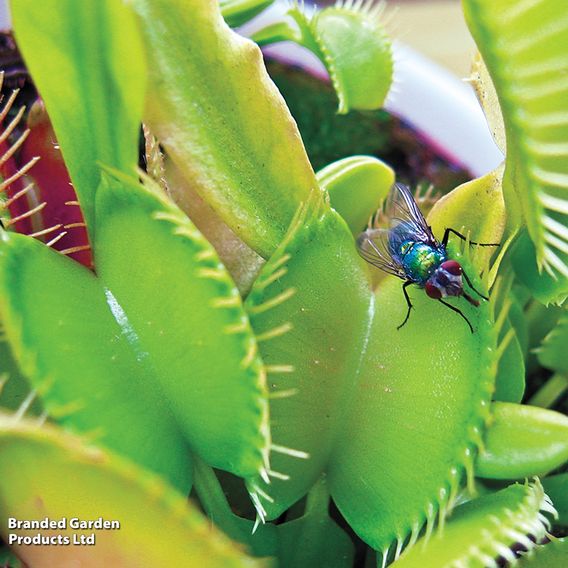 Dionaea Muscipula (Venus Fly Trap)