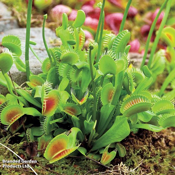 Dionaea Muscipula (Venus Fly Trap)