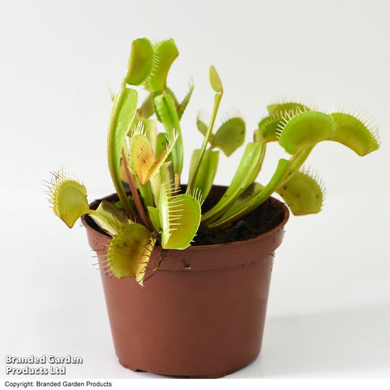 Dionaea Muscipula (Venus Fly Trap)