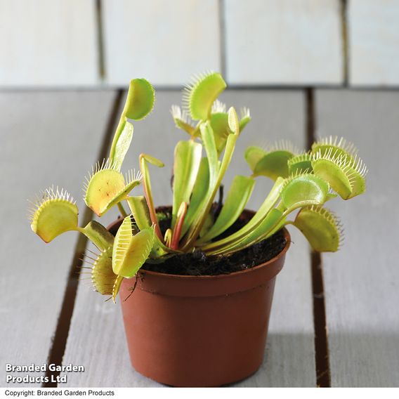 Dionaea Muscipula (Venus Fly Trap)