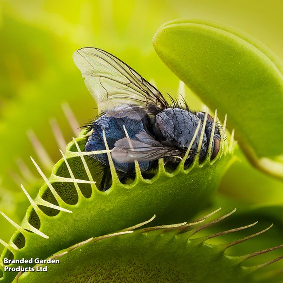 Dionaea Muscipula (Venus Fly Trap)