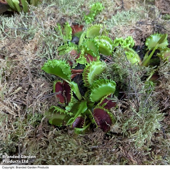 Dionaea 'Zipp'