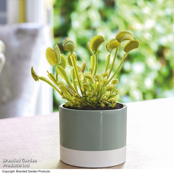Dionaea Muscipula (Venus Fly Trap)