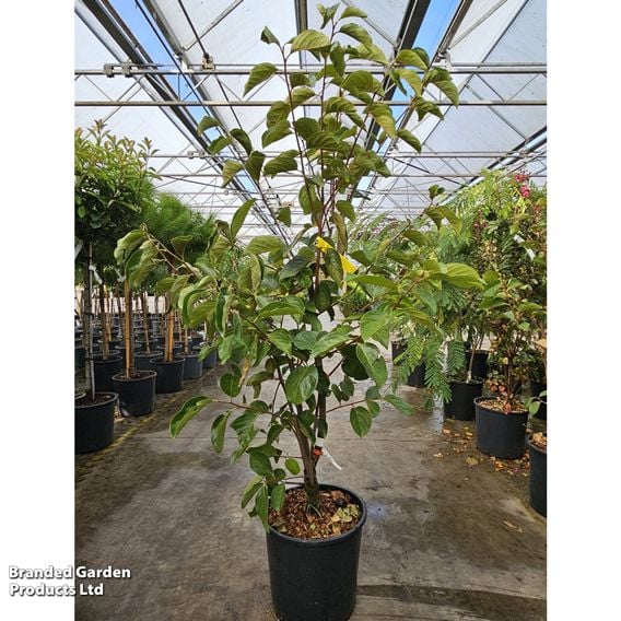 Persimmon 'Jiro'