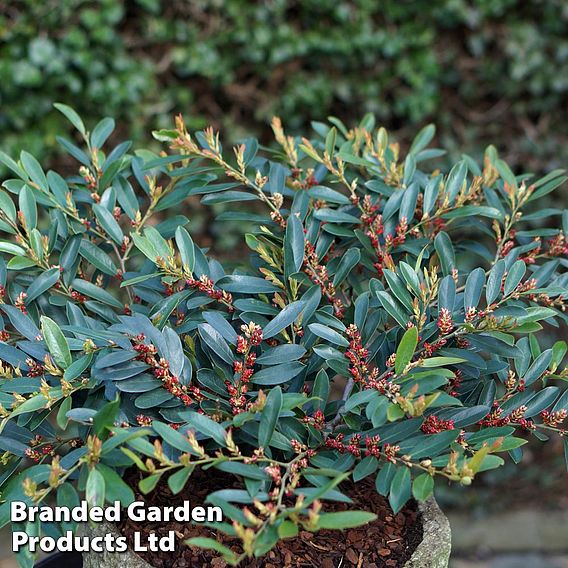 Distylium myricoides 'Blue Cascade'