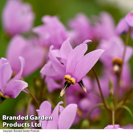 Dodecatheon meadia