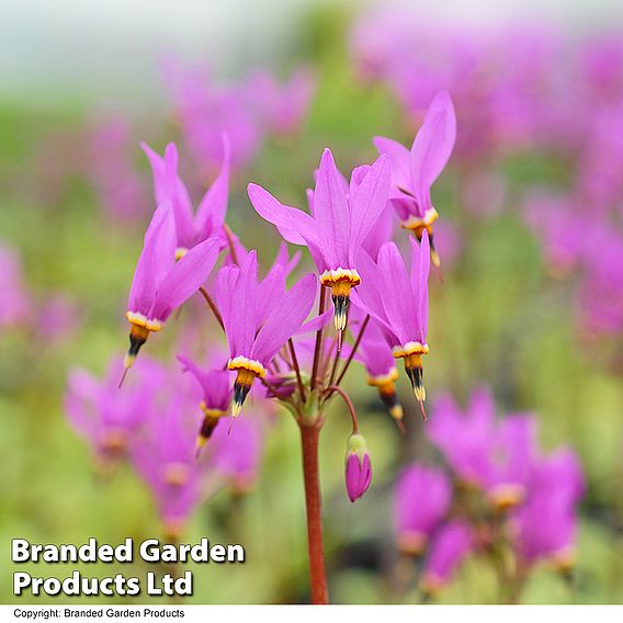 Dodecatheon meadia