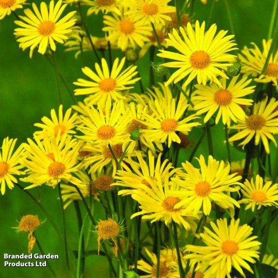 Perfect Perennial Collection