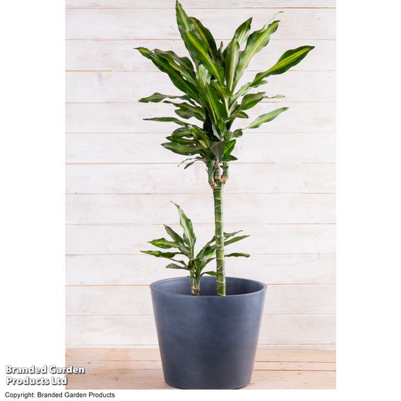 Dracaena fragrans 'Cintho'