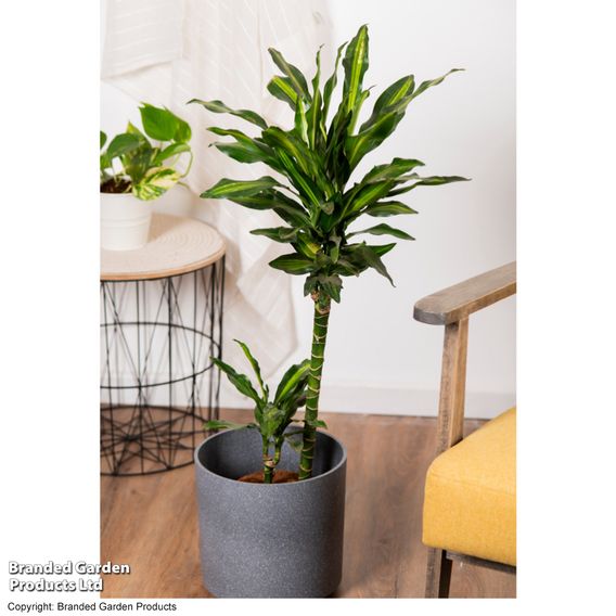 Dracaena fragrans 'Cintho'