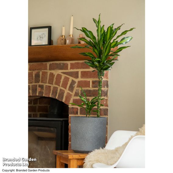 Dracaena fragrans 'Cintho'