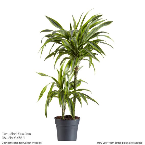 Dracaena fragrans (Deremensis Group) 'Lemon Lime'