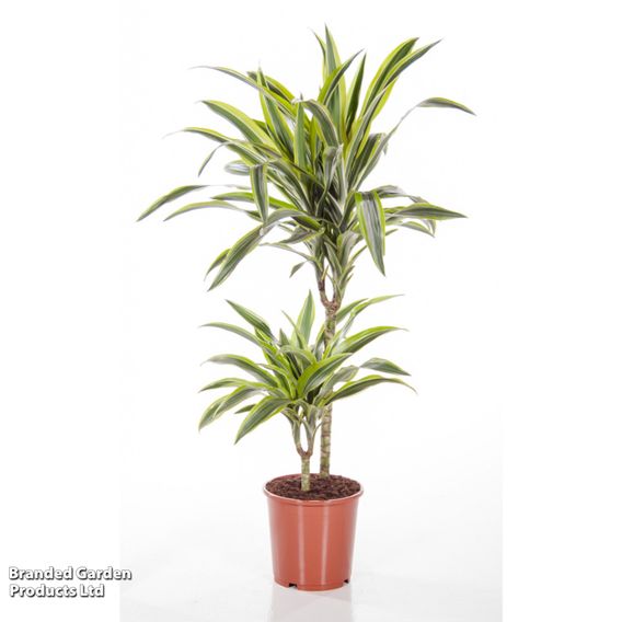 Dracaena fragrans (Deremensis Group) 'Lemon Lime'