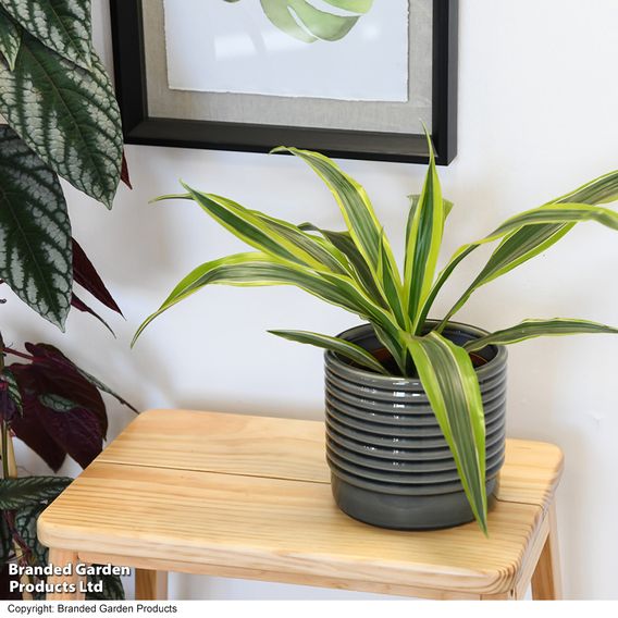 Dracaena fragrans (Deremensis Group) 'Lemon Lime'
