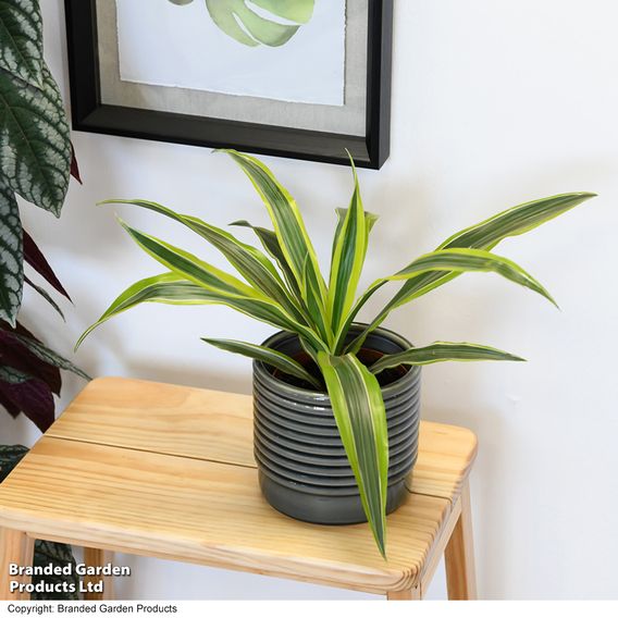 Dracaena fragrans (Deremensis Group) 'Lemon Lime'