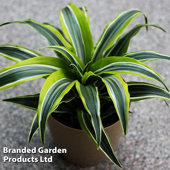 Dracaena fragrans (Deremensis Group) 'Lemon Lime'