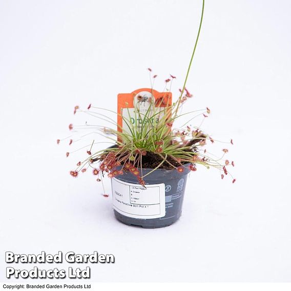 Drosera paradoxa