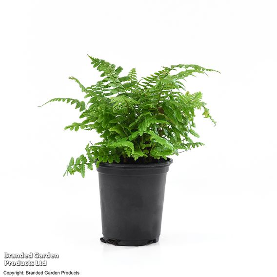Dryopteris wallichiana 'Jurassic Gold'