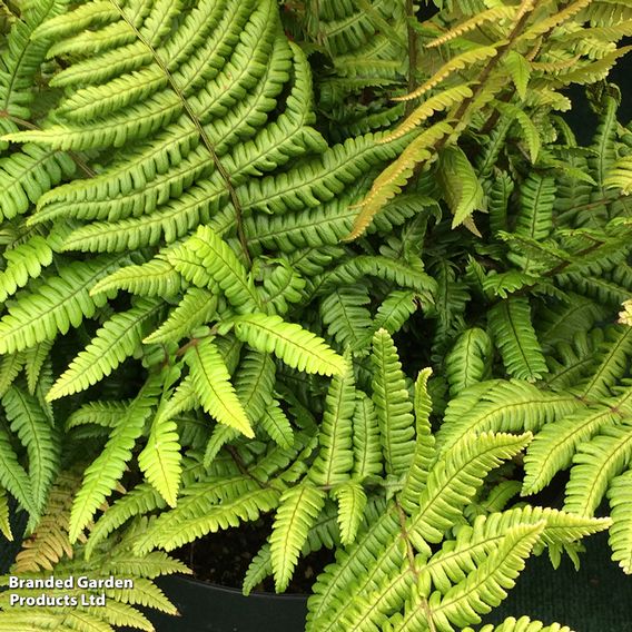 Dryopteris wallichiana 'Jurassic Gold'