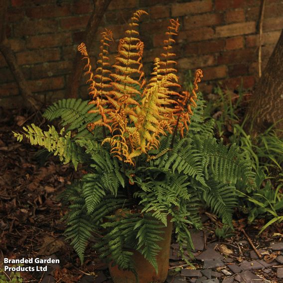 Dryopteris wallichiana 'Jurassic Gold'