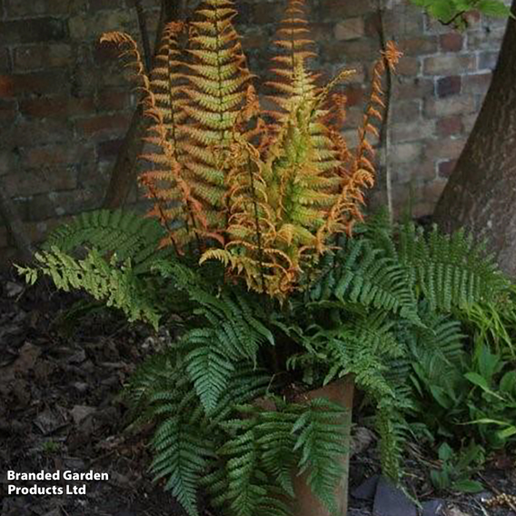 Dryopteris wallichiana 'Jurassic Gold'