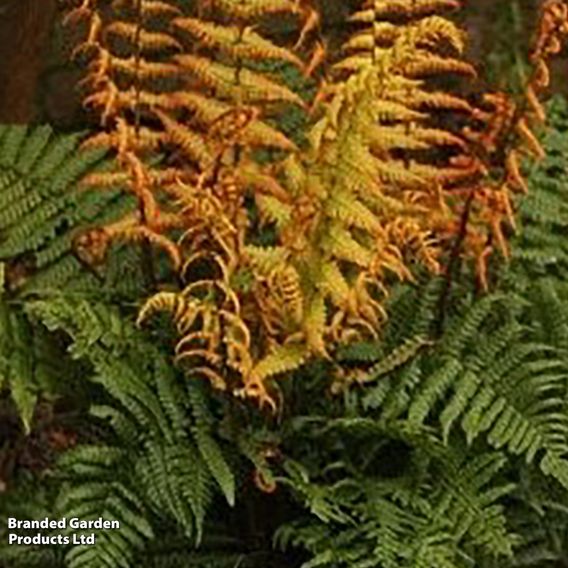 Dryopteris wallichiana 'Jurassic Gold'