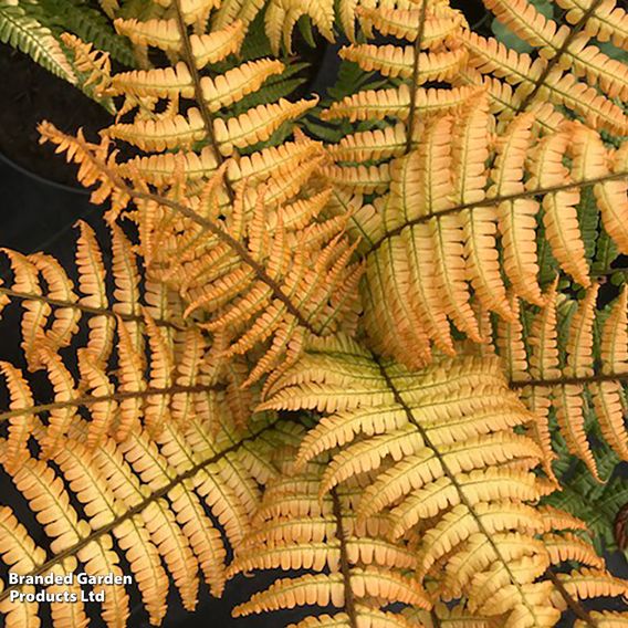Dryopteris wallichiana 'Jurassic Gold'