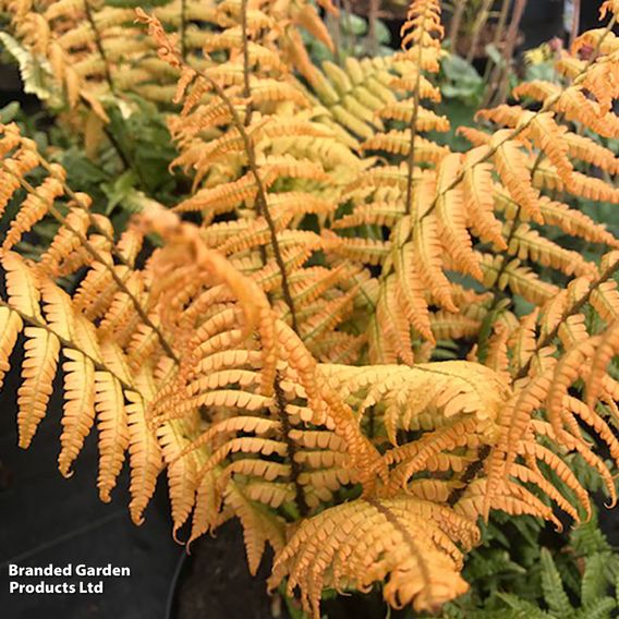 Dryopteris wallichiana 'Jurassic Gold'
