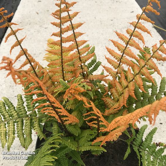 Dryopteris wallichiana 'Jurassic Gold'