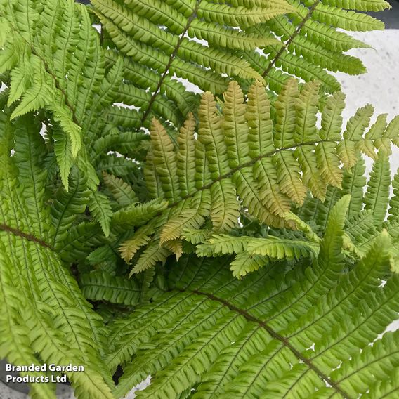Dryopteris wallichiana 'Jurassic Gold'