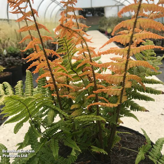 Dryopteris wallichiana 'Jurassic Gold'