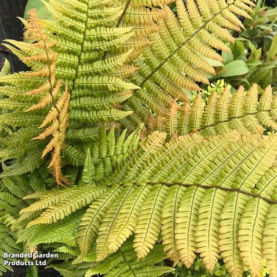 Dryopteris wallichiana 'Jurassic Gold'